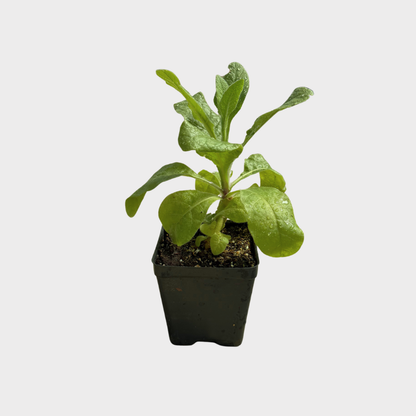 Nicotiana 'Starlight Dancer'