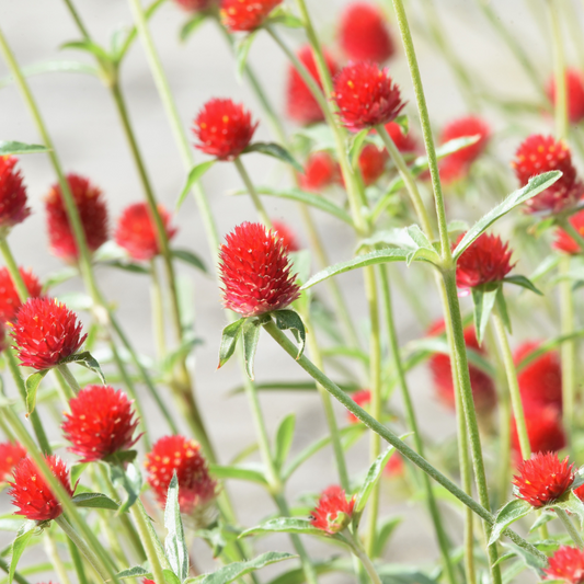Gomphrena 'Strawberry Fields'