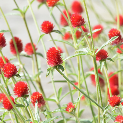 Gomphrena 'Strawberry Fields'