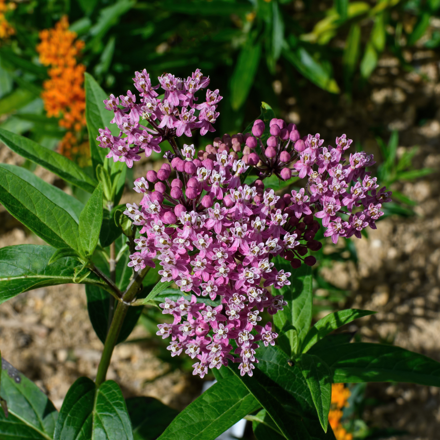 Swamp Milkweed