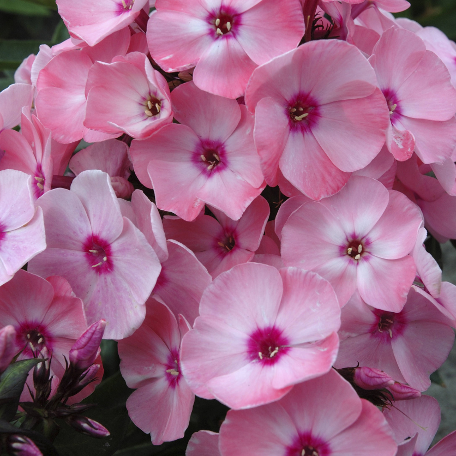 Phlox 'Salmon Orange Dark Eyes'