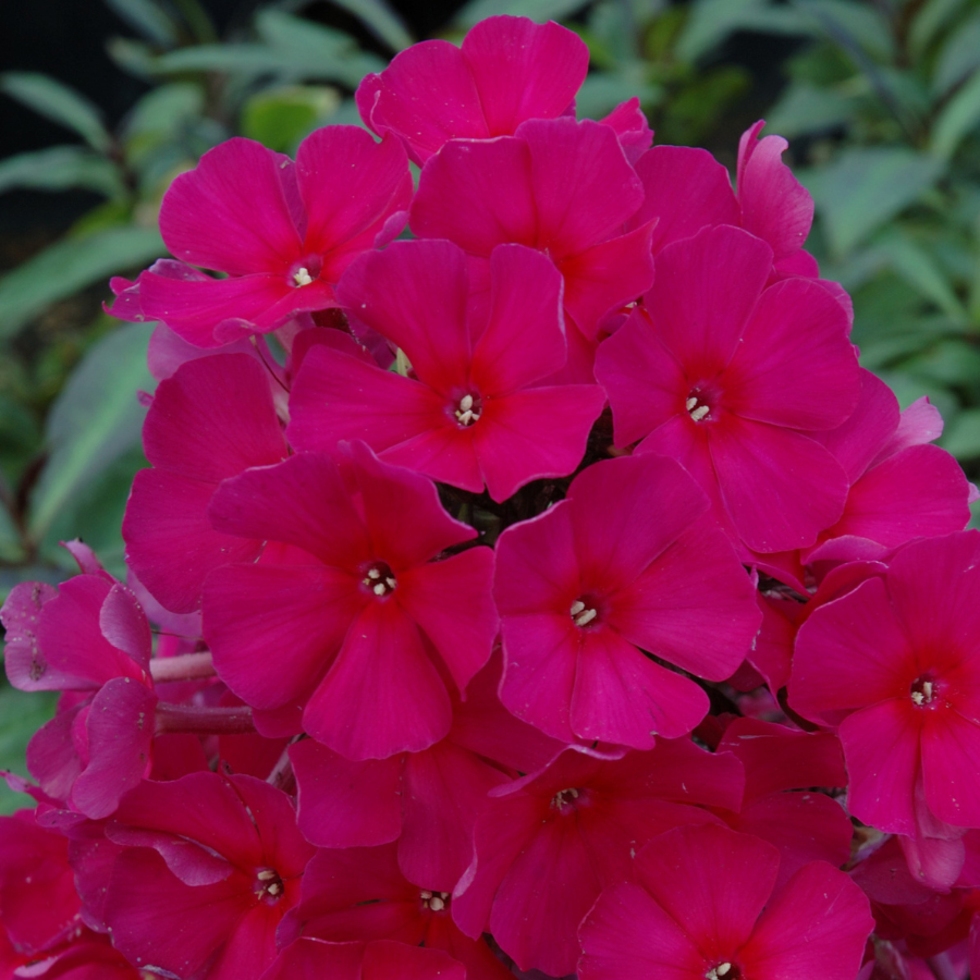 Phlox 'Rose Dark Eyes'