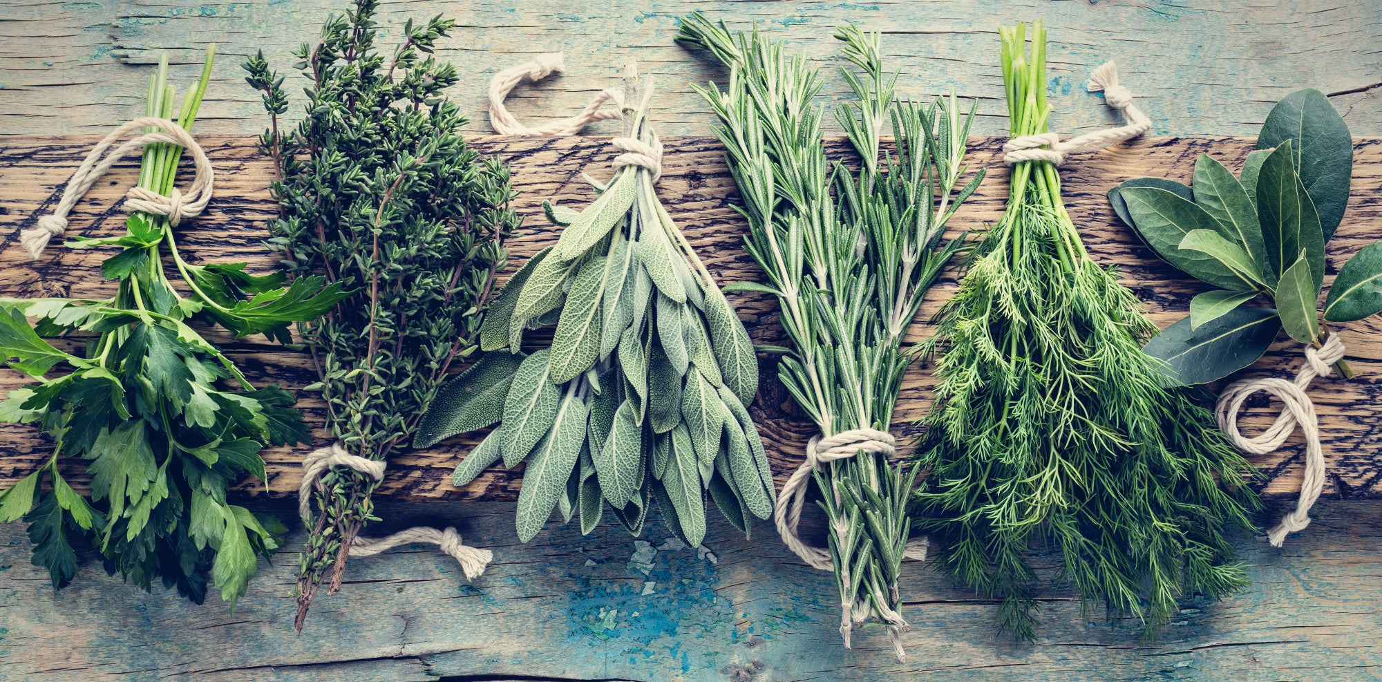 Buy Plants Online Herb Plants For Sale The Growers Exchange