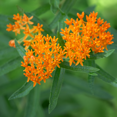 Butterfly Flower