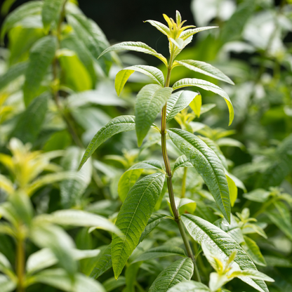 potted lemon verbena plant Lemon Verbena Plants For Sale | Aloyia Citriodora