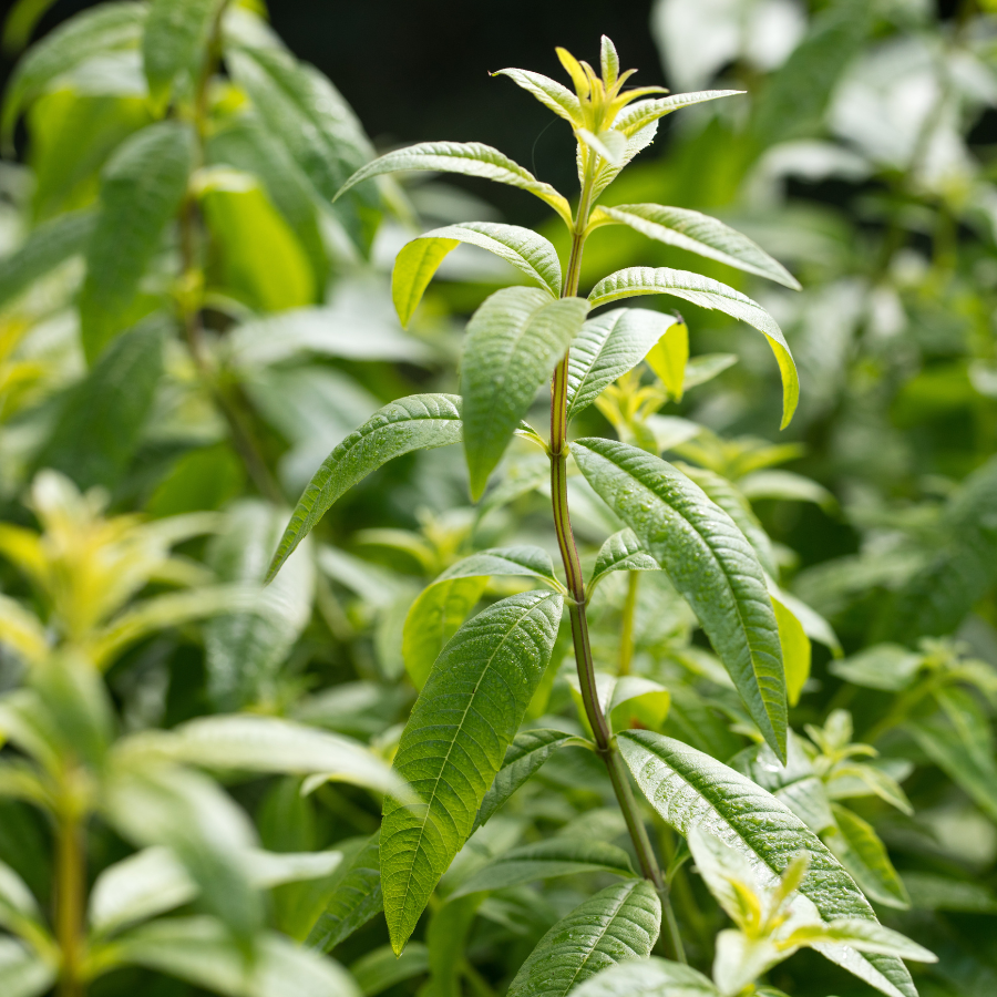 Lemon Verbena