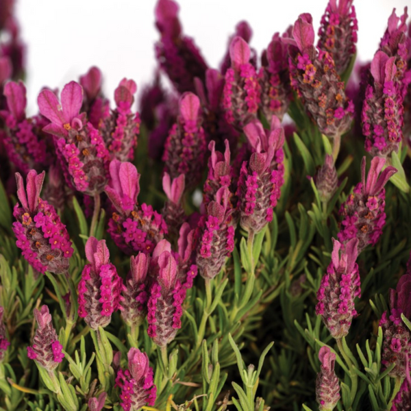 Lavender 'Pretty in Pink' Plants for Sale | Lavandula storchas