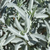 Sage 'White'