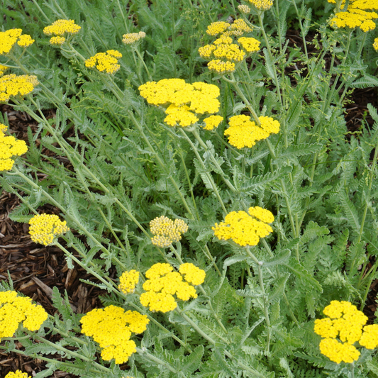 Yarrow 'Moonshine'