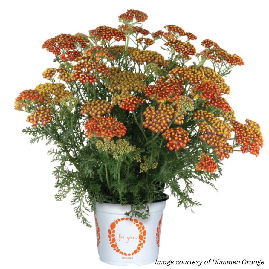 Yarrow 'Sea Breeze'