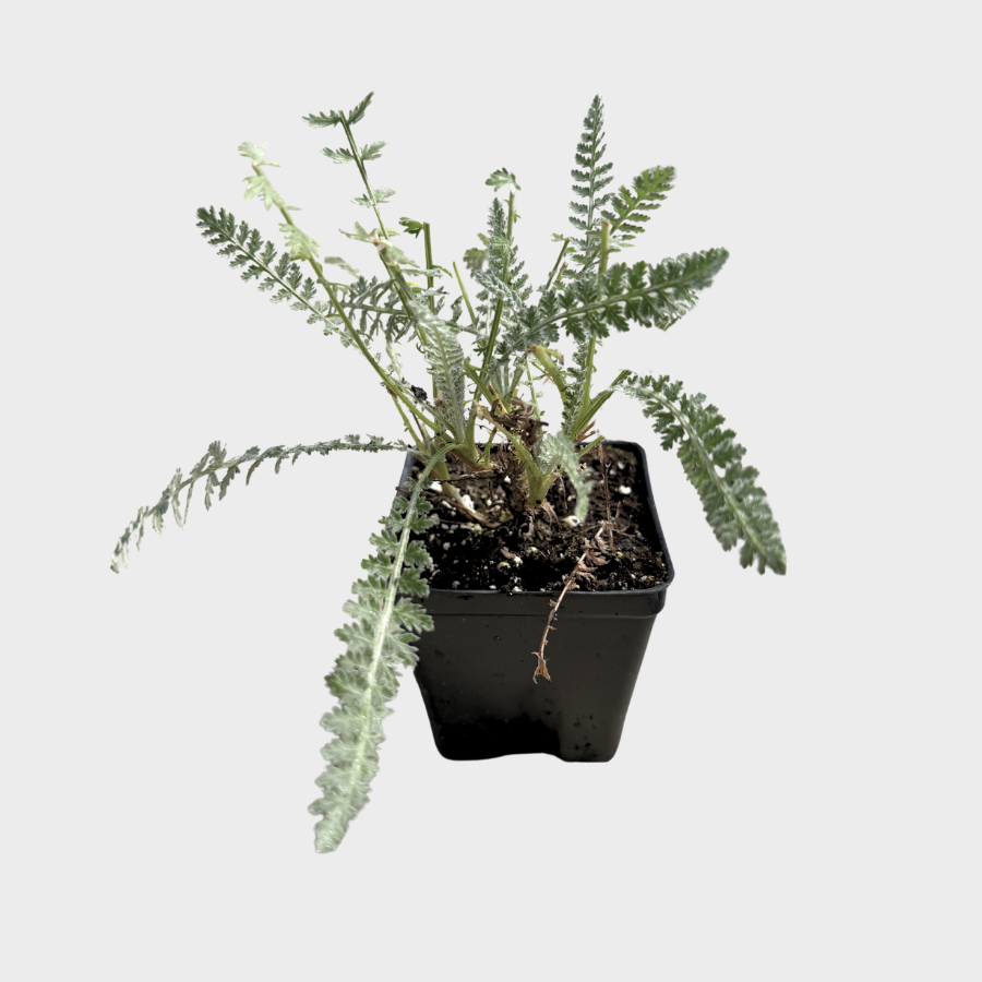 Yarrow 'Moonshine'