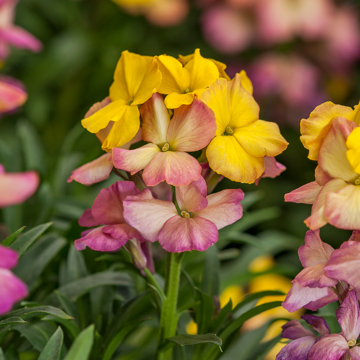 Wallflower ‘Yellow Pink'