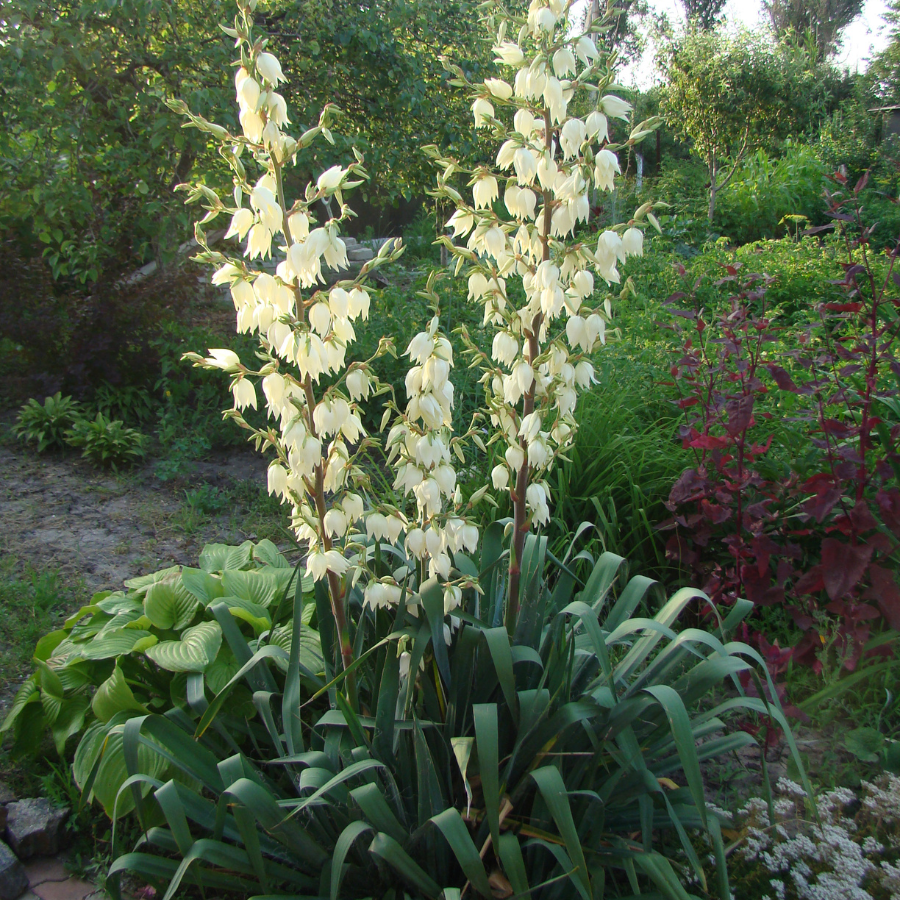 Yucca, Soapweed