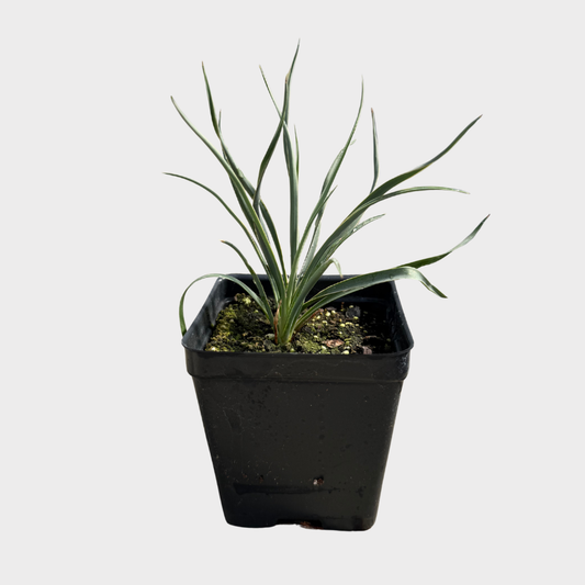 Yucca, Soapweed