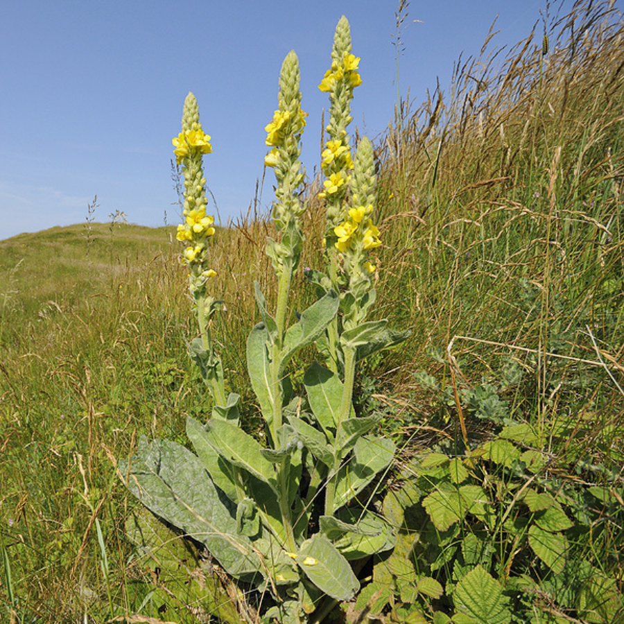 Mullein Leaf Mullein Leaf