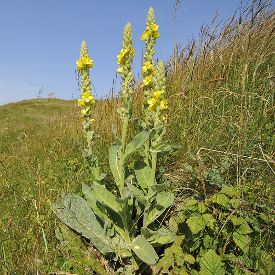 Mullein