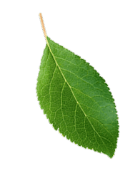 Basil 'Italian Large Leaf' (Copy) - MLVeda