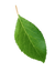 Basil 'Italian Large Leaf' (Copy) - MLVeda