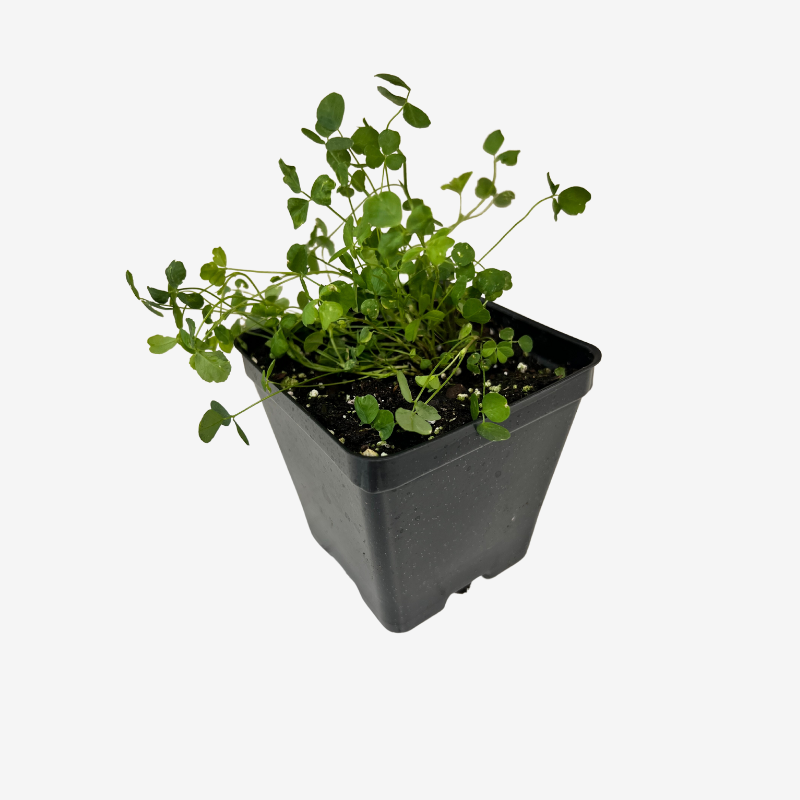 Alfalfa