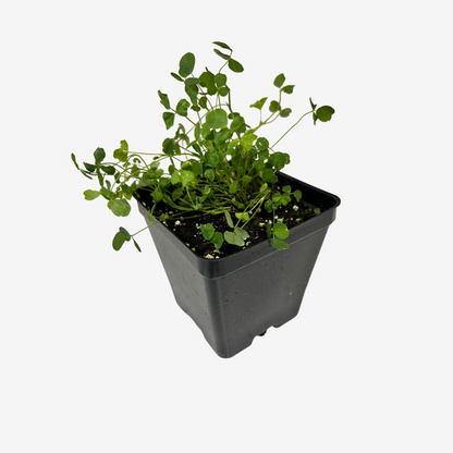 Alfalfa