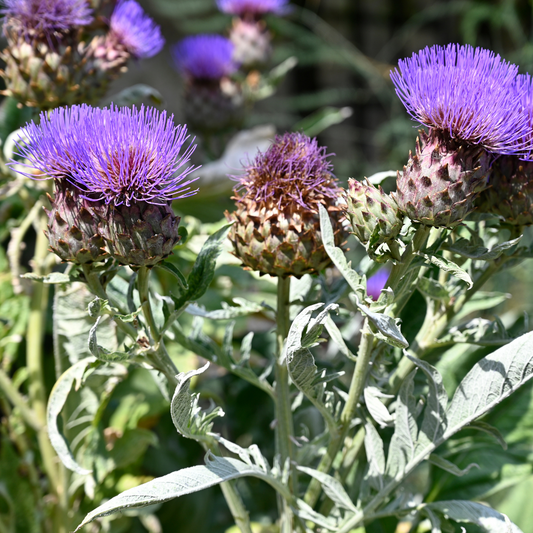 Cardoon 'Porto Spineless'