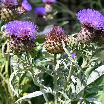 Cardoon 'Porto Spineless'