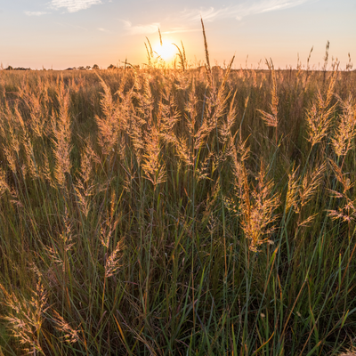 Indiangrass