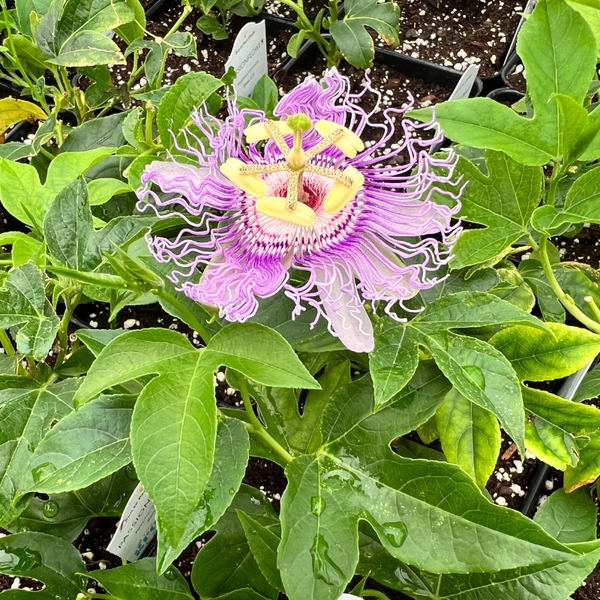 Passion Flower Plants For Sale | Passiflora Incarnata  The Growers Exchange