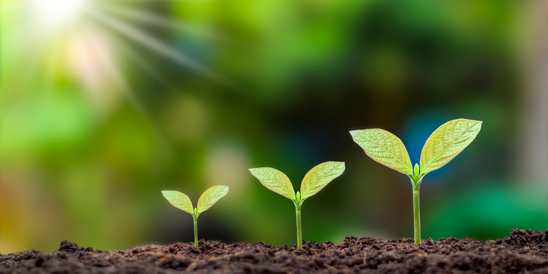 Herb Plants Online The Growers Exchange