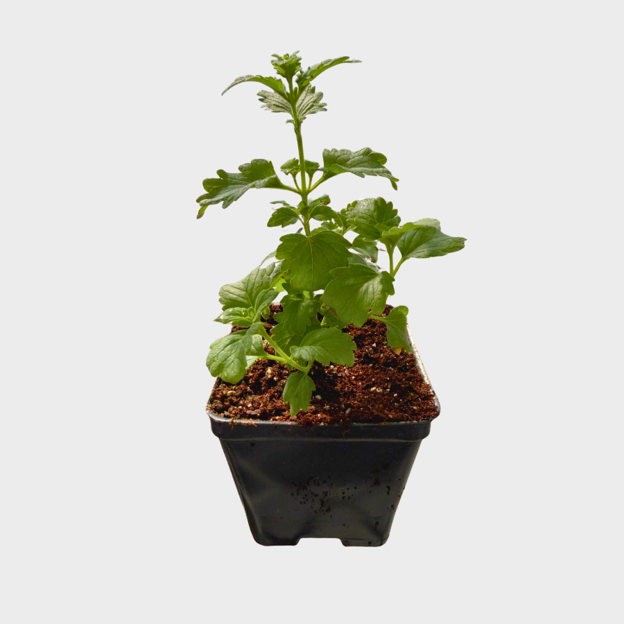 Bluebeard 'Pavilion White'