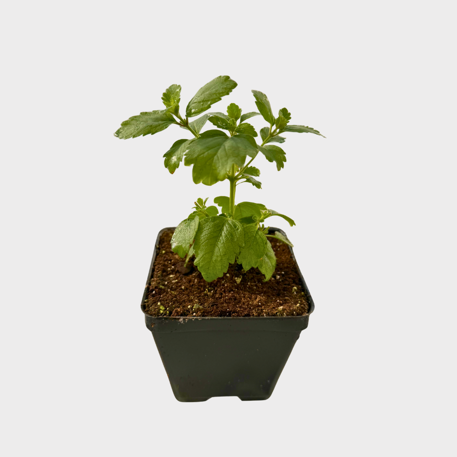 Bluebeard 'Pavilion Pink'