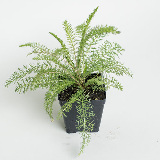 Yarrow