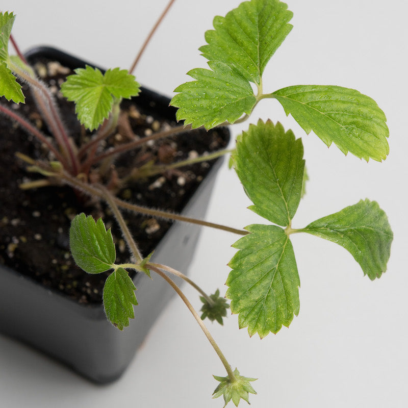 Alpine Strawberry Plants For Sale Fragaria Vesca 'Alexandria'