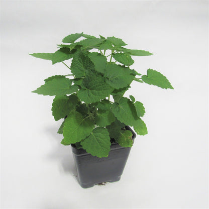 Anise Hyssop