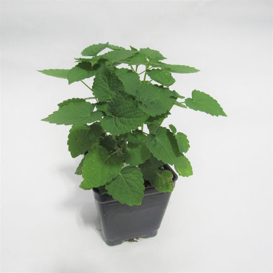 Anise Hyssop