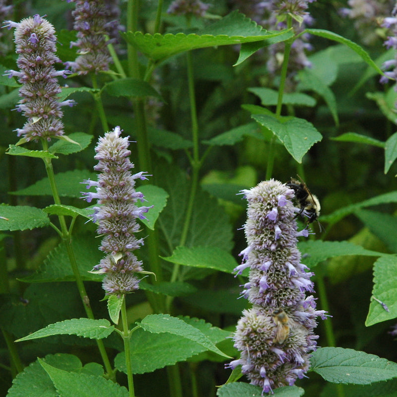 Anise Hyssop Plants For Sale | Agastache Foeniculum | The