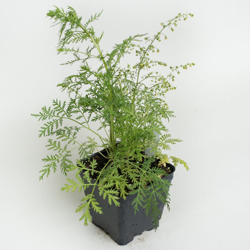 Artemisia annua (Sweet Wormwood) with green leaves and small