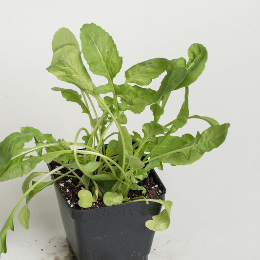 Arugula
