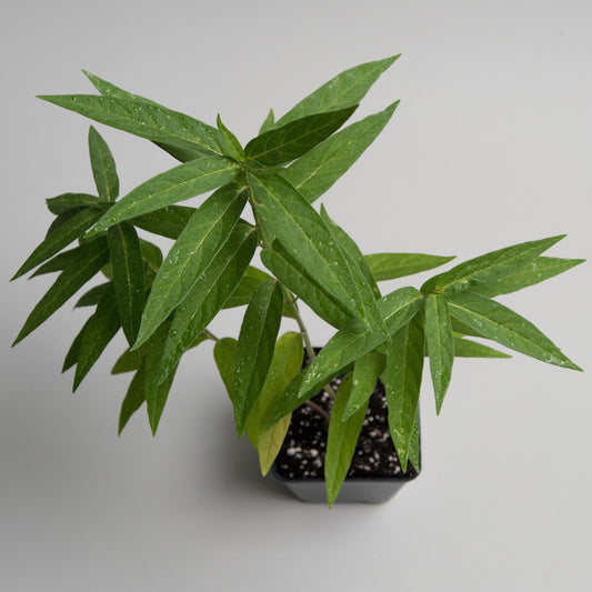 Swamp Milkweed