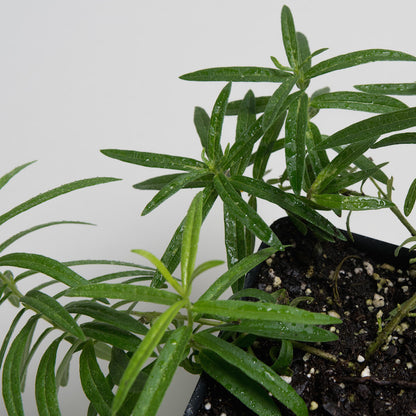 butterfly flower plant indoor Butterfly Flower Plants For Sale