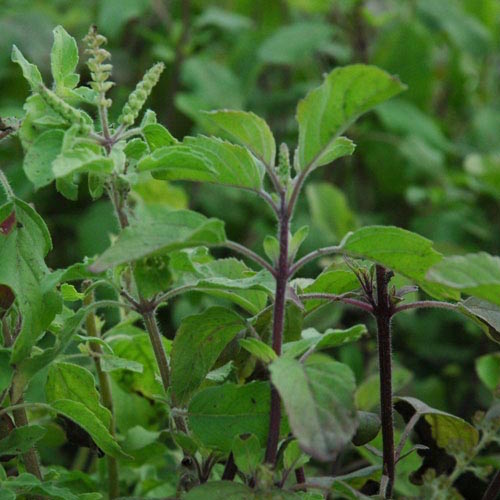 Basil 'Holy Green'