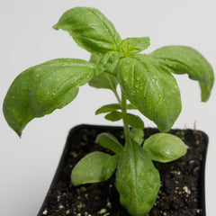 Basil Genovese Plants for Sale Sweet Basil Plants The Growers