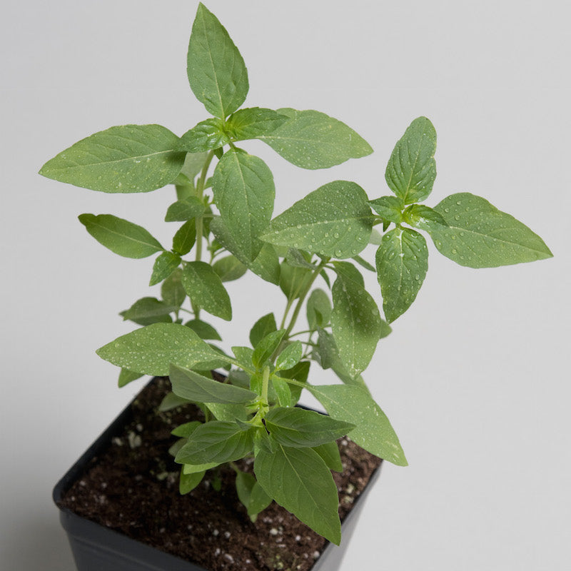 Basil 'Thai Siam Queen'