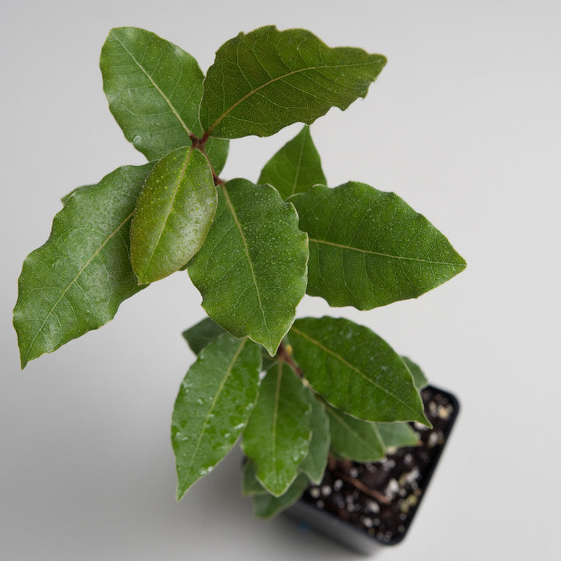 Bay laurel
