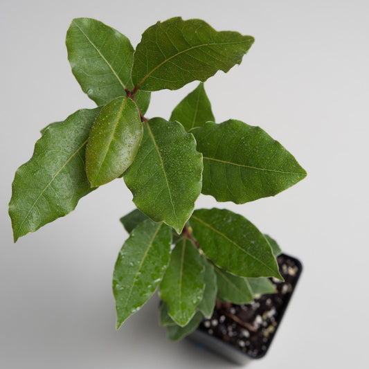 Bay laurel