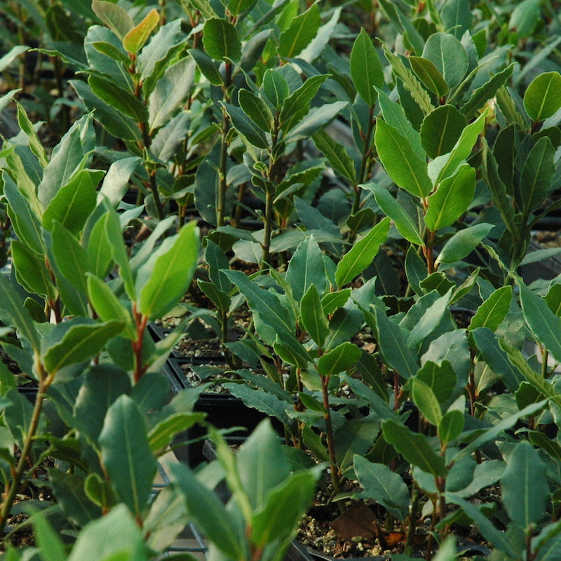 Bay laurel