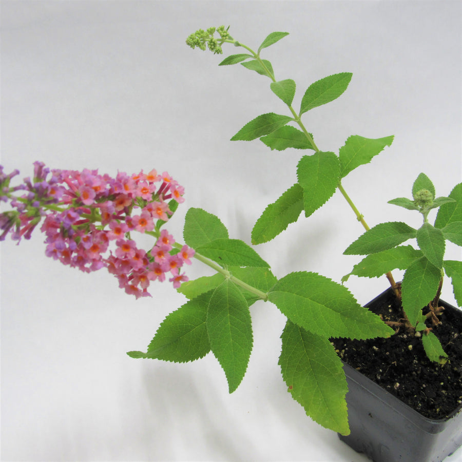 Butterfly Bush 'Bicolor'