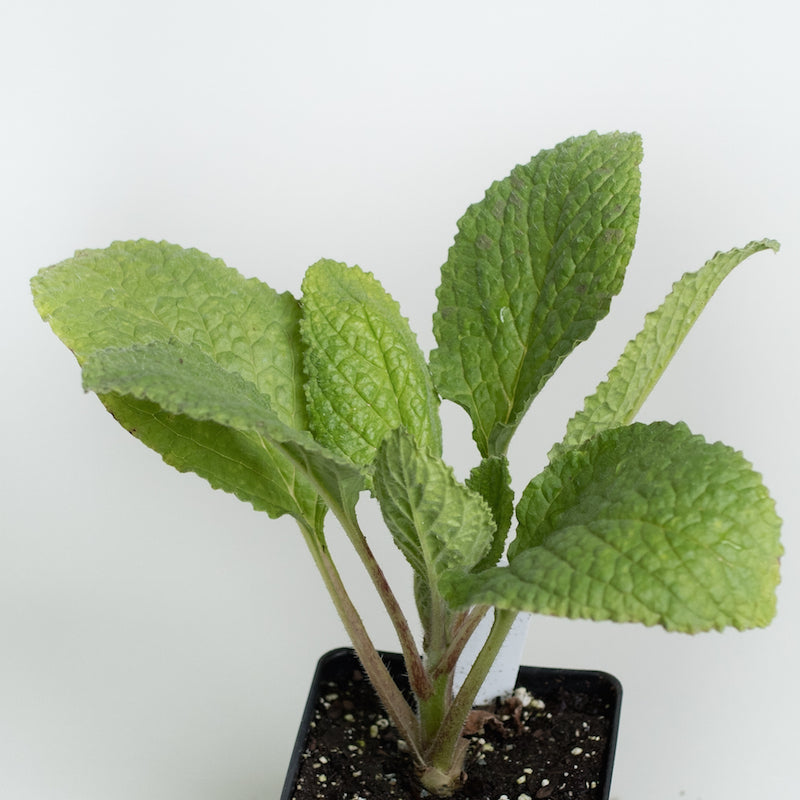 Borage 'Blue'