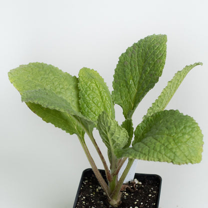 Borage 'Blue'