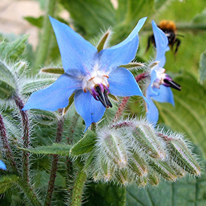 Borage plant outlet